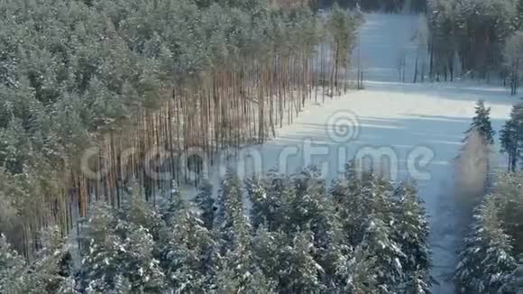 空中摄影飞越白雪覆盖的冬林冬天的景观树枝上有大量的雪视频的预览图