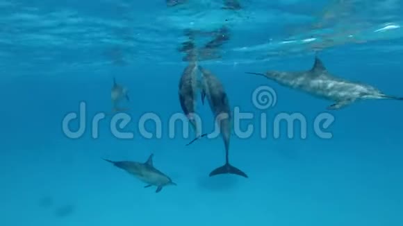 三只海豚互相交流野生动物的交流视频的预览图