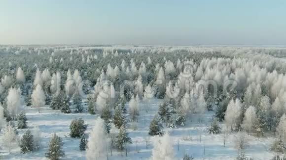冬季云杉和松林高空顶前天桥拍摄白雪覆盖的树木视频的预览图