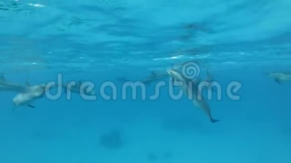 一群海豚在蓝色的水面下玩耍视频的预览图