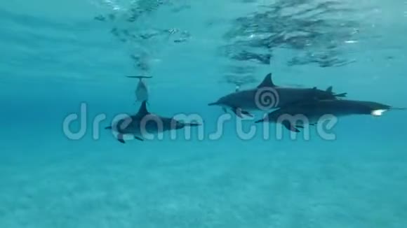 海豚家族在水面下游泳水下射击特写视频的预览图