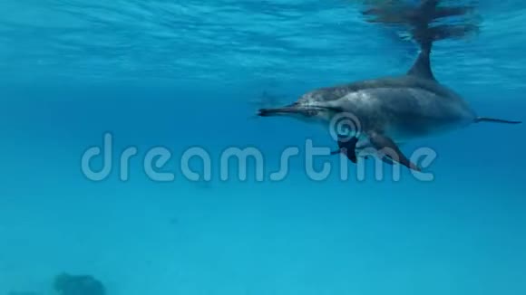 一群海豚在蓝色的水面下游泳特写视频的预览图