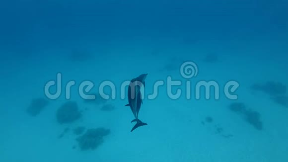 一群幼海豚在蓝水中嬉戏视频的预览图