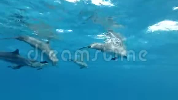 一群海豚在蓝色的水里玩耍水下射击特写视频的预览图