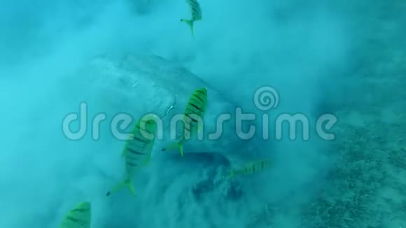 海牛杜贡杜贡他贪婪地吃着海底的海草扬起淤泥的云彩这是一种金龟子视频的预览图