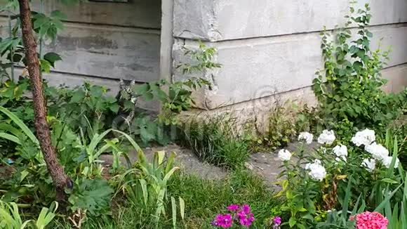 灰猫捉到鸽子把它拖在花园的花间视频的预览图