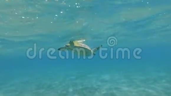 海龟挂在水面下在波浪上摆动呼吸和潜水绿海龟切洛尼亚视频的预览图