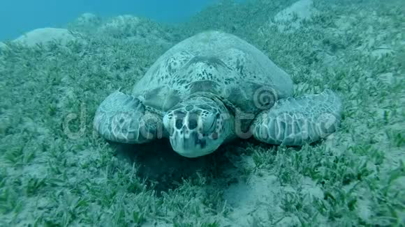 大海龟的正面肖像睡在绿色的海草上在水流中摇曳绿海龟切洛尼亚视频的预览图