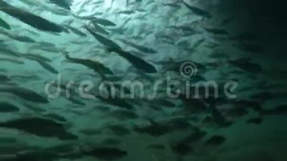 黑鳕鱼或小鳞鳕鱼在近岸浅水中水下游泳的流派视频的预览图
