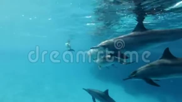 一群海豚在清晨的阳光下在蓝色的水面下游泳特写视频的预览图