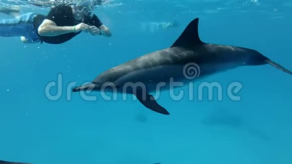 戴着面具的游客看着一家海豚慢慢地在他身边的蓝色水中游泳慢动作视频的预览图