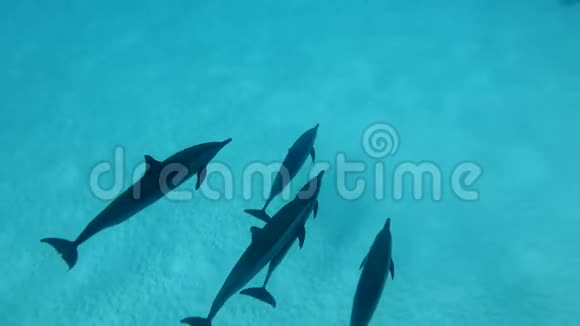 一小群海豚慢慢地游过沙底视频的预览图
