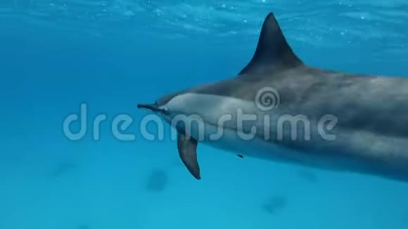 一只怀孕的雌性海豚在蓝色的水面下游得很近斯泰内拉隆罗斯特里斯视频的预览图