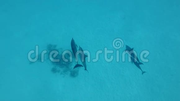 海豚一家带着一只小海豚游过沙底视频的预览图