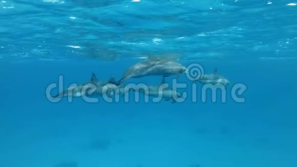 五只怀孕的雌性海豚在蓝色水面下慢慢游动慢动作水下射击视频的预览图