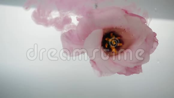 新鲜的玫瑰有一个美丽的粉红色核心是在寒冷水晶清澈的水一股玫瑰花的水流从视频的预览图