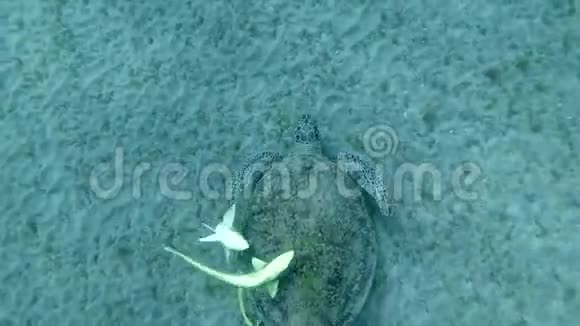 三只雷摩拉菲在海底吃海草的海龟壳上争夺一个地方视频的预览图