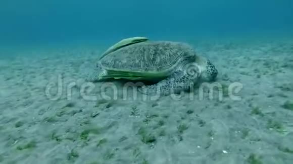 海龟在海底吃海草的龟壳上的三个剩菜视频的预览图