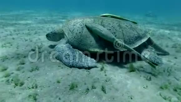 雄性大海龟在沙底吃海草海龟上有两条粘鱼绿海龟切洛尼亚视频的预览图