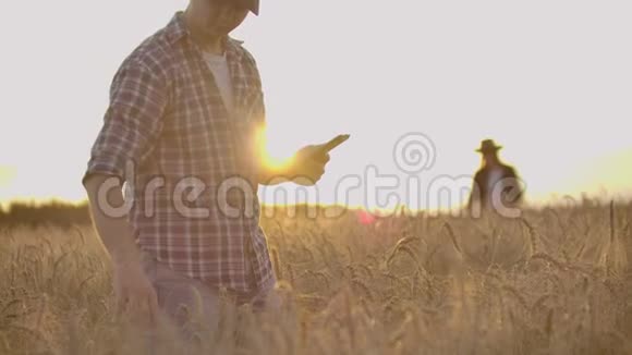 农夫们戴着帽子和药片在日落时分在麦田里和衬衫里视察和触摸谷物和小麦视频的预览图