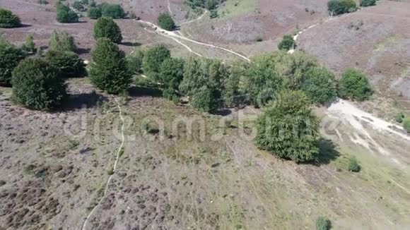 4k空中视频下降时俯仰揭示丘陵景观与开花紫色的希思和树木在国家公园视频的预览图