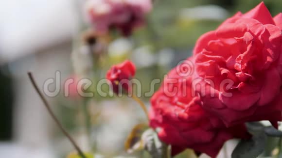 在阳光明媚的夏日花园里的灌木丛上有两朵红玫瑰和玫瑰花蕾视频的预览图