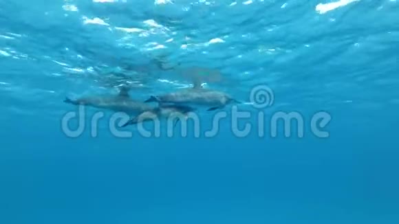 一家三口海豚在水面下游泳水下拍摄特写视频的预览图