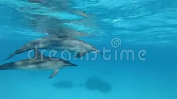 妈妈带着幼海豚在蓝水中在水面下慢慢地游成一个圆圈视频的预览图