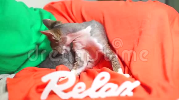 猫在洗衣服舔他的胃铭文放松视频的预览图