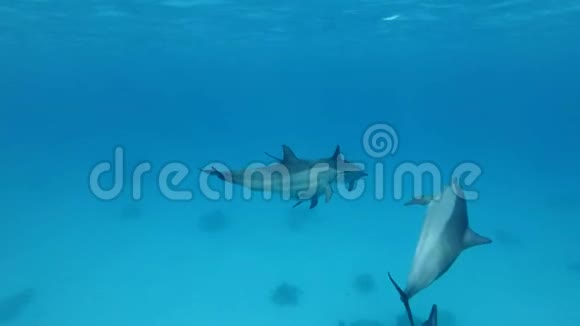 一群幼海豚在蓝水中在水面下玩耍视频的预览图