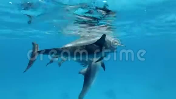 一群小海豚在水下嬉戏视频的预览图