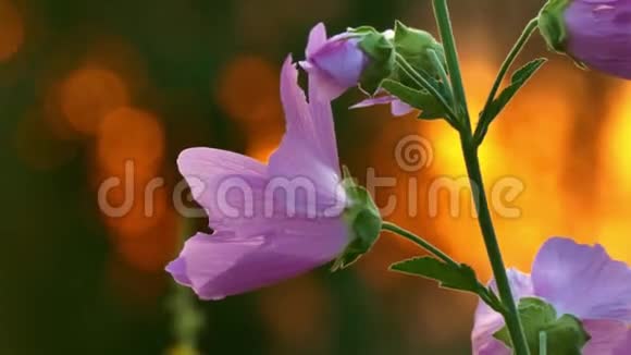 在日出的光线下一个带有紫色浅花的茎在红色的背景下视频的预览图