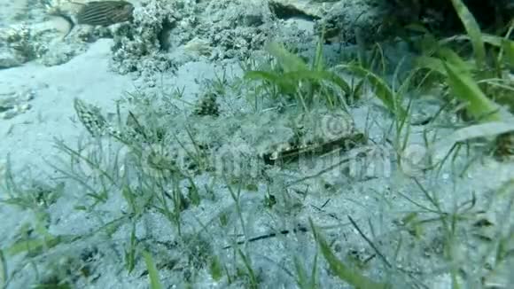 鳄鱼躺在清洁站的沙底躲在碧绿的海草里大头肌视频的预览图