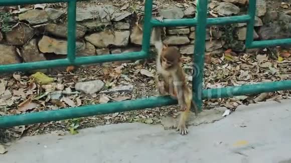 一只小猕猴在树上跳跃视频的预览图