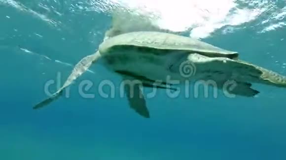 海龟在水面上吸一口气然后用两个Remorafish潜入海底绿海龟切洛尼亚视频的预览图