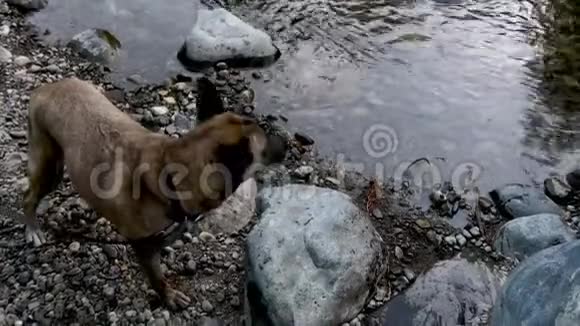 一个在河边养着一只毛茸茸的狗的年轻人视频的预览图