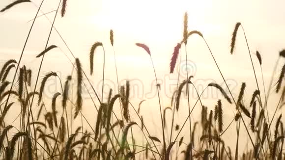 麦子在风中摇摆日落时麦田的景色漂亮的金色背景视频的预览图