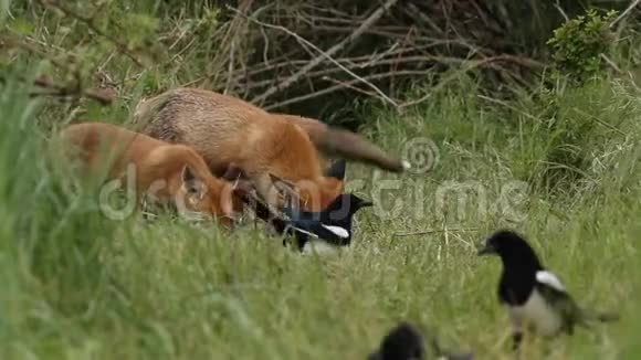 一只黑狐一只火狐以及她可爱的幼崽正在他们的巢穴入口处觅食视频的预览图
