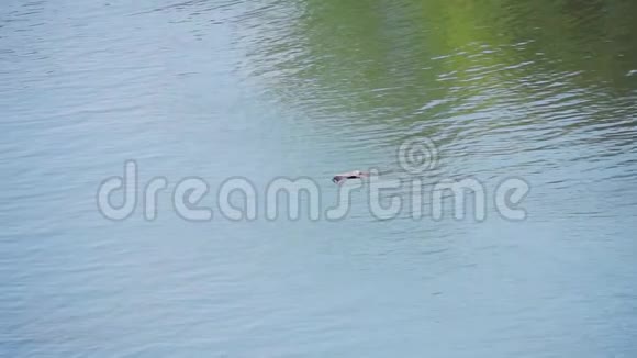黑色鸢尾花飞在水面上视频的预览图