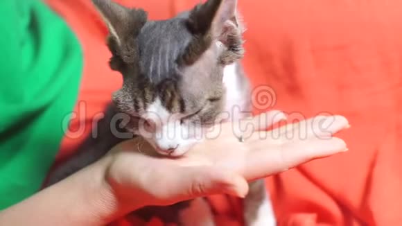 在马戏团表演后猫舔他的教练的手掌视频的预览图