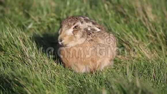一只令人惊叹的布朗兔LepusEuropaeus在英国的一个领域觅食视频的预览图
