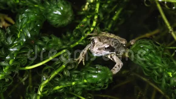 一只可爱的猎食幼蛙一只叫拉娜的颞叶坐在池塘里的杂草间视频的预览图