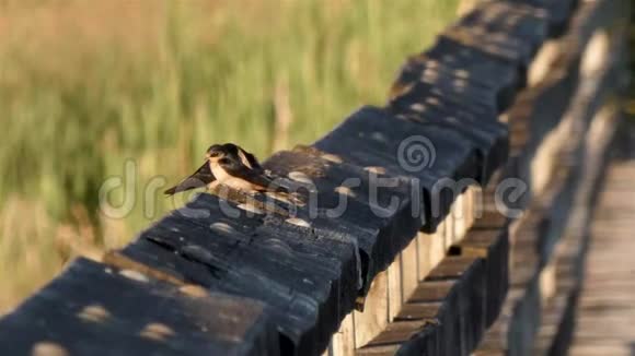 燕子坐在湿地草旁的一道厚厚的木栏杆上视频的预览图