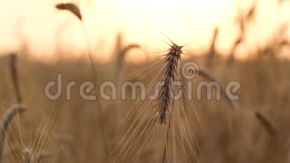 成熟小麦的耳朵在风中摇曳日落时麦田特写漂亮的金色背景农业视频的预览图