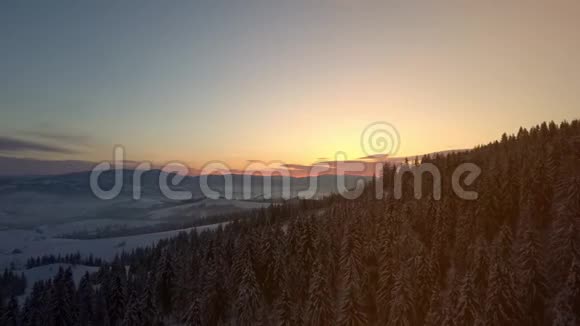 日出时冬季喀尔巴阡山脉的鸟瞰图在覆盖着云杉和松林的山上飞行视频的预览图