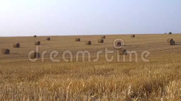 走在农村的麦田里背景上大量的干草卷成捆视频的预览图
