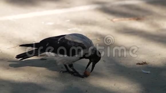 乌鸦用嘴咬坚果视频的预览图
