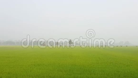 早上有雾的稻田视频的预览图