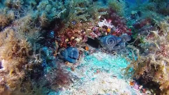 水下野生动物现场两条海鳗一起在珊瑚礁视频的预览图