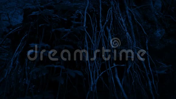 夜幕降临的落叶树根视频的预览图